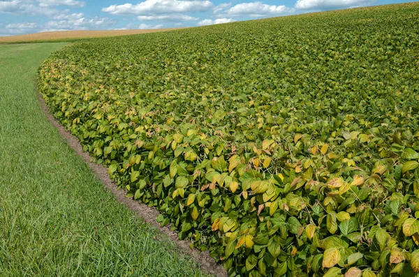 Flood Damaged Tomato Crop: Tomato plants wither and die due to flooding on  a farm in upstate New York Stock Photo - Alamy