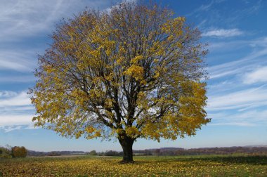 Tree Shedding Leaves: A maple tree reveals an intricate pattern of branches as leaves fall away on a sunny autumn afternoon.