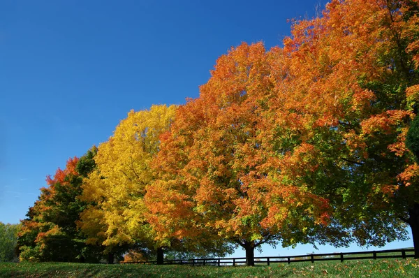 Trees Fall Colors Row Maple Trees Shows Spectrum Fall Colors — 스톡 사진