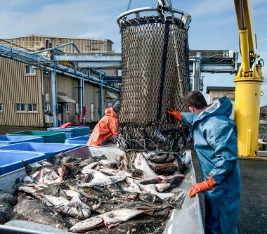 Unloading Fish:  Fresh caught halibut drop from the bottom of a transport basket after being hoisted by crane from a fishing boat at a dock in Alaska.