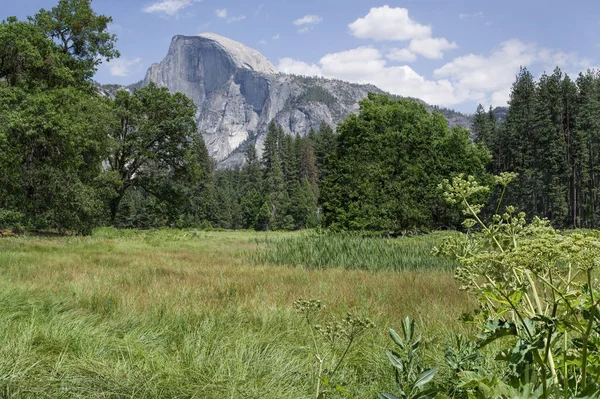 Yosemite Park Meadow Julio Half Dome Rock Eleva Por Encima —  Fotos de Stock