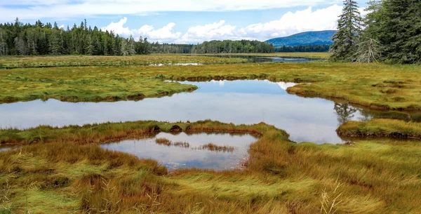 New England Marshland Humedales Herbáceos Cubren Una Parte Costa Mount —  Fotos de Stock