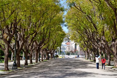 Atina 'daki Ulusal Bahçede Zappeion yakınlarında ağaç sıralı yol.