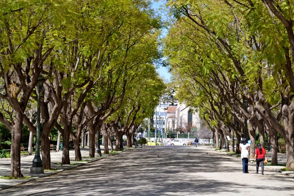 Boom Omzoomde Weg Bij Zappeion Nationale Tuin Van Athene — Stockfoto