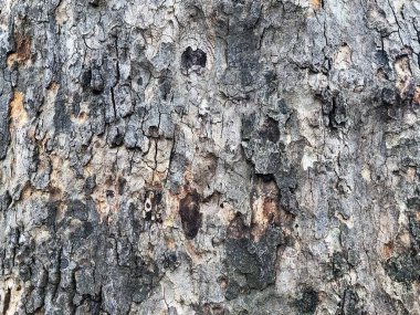 Ağaç kabuğu dokusu çok detaylı. Ağaç yapısını kapat