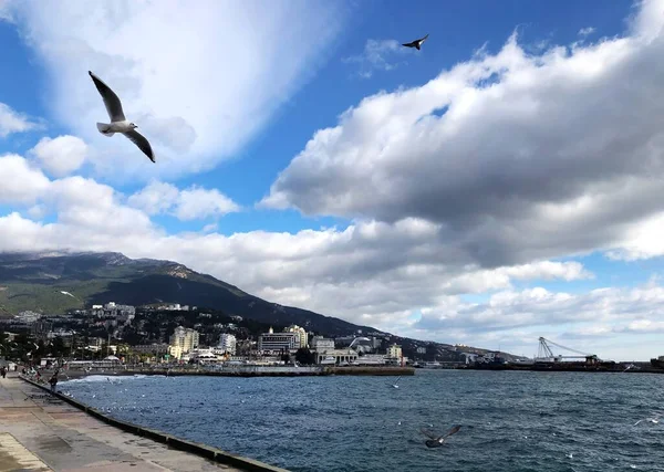 Bir martı denizin üzerinde uçar. Güzel bir set manzarası, dağlar ve Karadeniz.