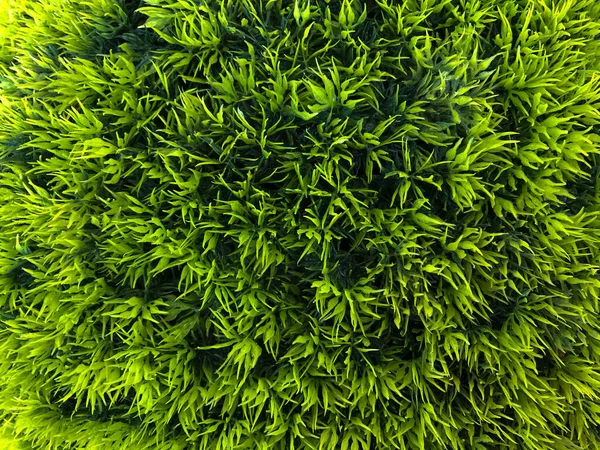 Зелений Фон Листя Зелена Трава Листя — стокове фото