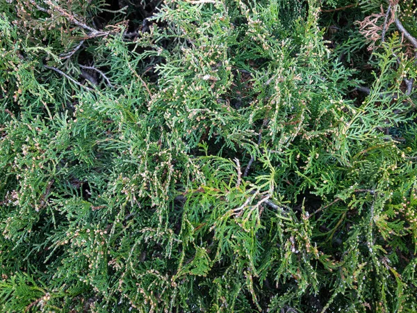 Hintergrund Textur Eines Flauschigen Grünen Zweigen Eines Bush Grüne Zweige — Stockfoto