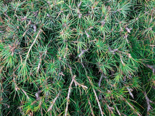 Textura Fondo Las Ramas Esponjosas Del Árbol Ramas Verdes Abeto —  Fotos de Stock