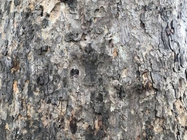 Ağaç kabuğu dokusu çok detaylı. Ağaç yapısını kapat