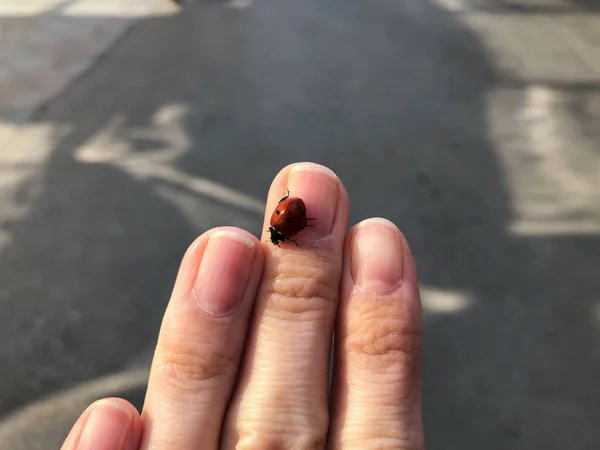 女孩手指上的瓢虫女人手上的瓢虫 — 图库照片