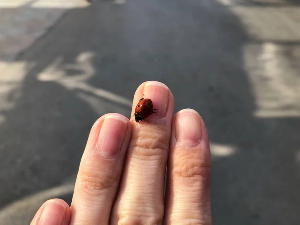 Kızın parmaklarında uğur böceği var. Bir kadının elinde uğur böceği