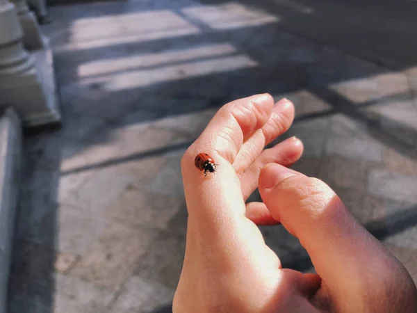 Kızın parmaklarında uğur böceği var. Bir kadının elinde uğur böceği