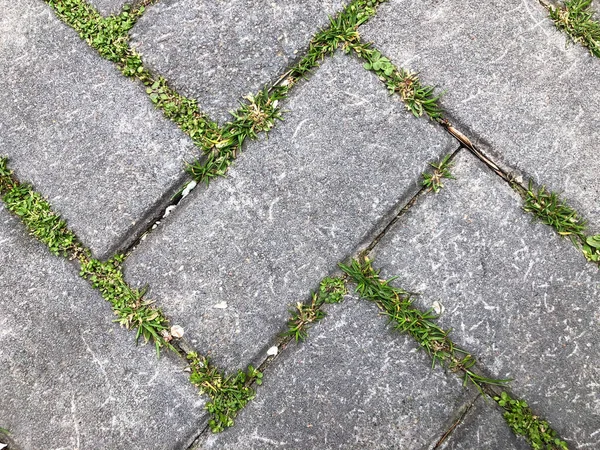 Stensatta plattor med grönt gräs i trädgården Stockbild
