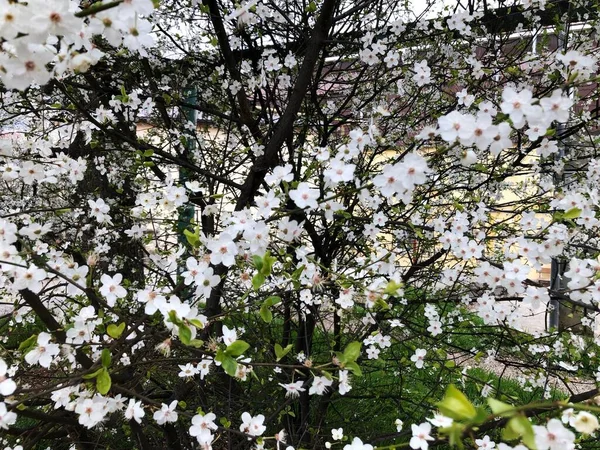 Çiçek açmış beyaz kiraz çiçeklerine yaklaş. Kiraz ağacının dalında kiraz çiçekleri. Sakura Japon kiraz çiçekleri botanik bahçesinde.