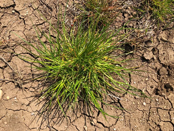 Gebarsten aarde en groen gras. Het uitzicht vanaf de top — Stockfoto