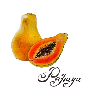 Suluboya el, sulu tropikal egzotik bir bütün ile botanik izole resimleme çizdi papaya ve beyaz arka plan karşı elle çizilmiş metin.