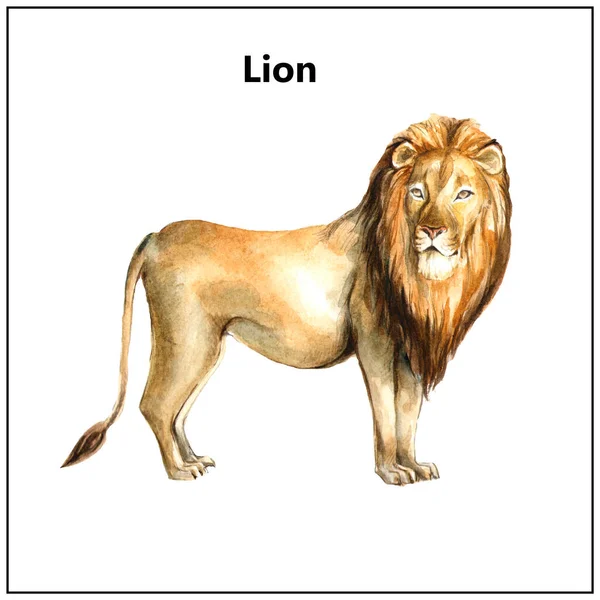 Akvarel izolovaný lev — Stock fotografie