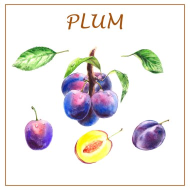 Suluboya el çizimi izole erik. Gerçekçi bir şekilde sulu taze meyve. Sağlıklı gıda konsepti. Menü dekoru, besin elemanları, etiket şablonu.