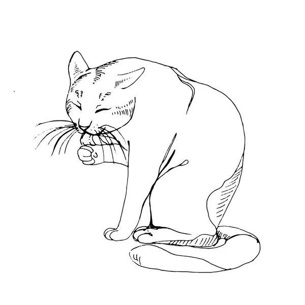 Διάνυσμα χέρι ζωγραφισμένα μονόχρωμη εικόνα με μια γάτα πλύσιμο πόδι του. — Διανυσματικό Αρχείο