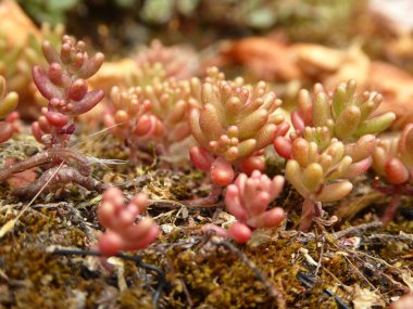 Güzel, vahşi, sulu, botanik arka plan kavramını kapat.