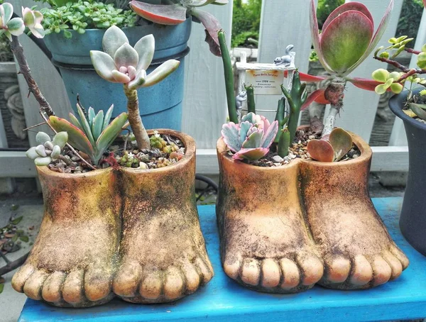 Fötter form blomkruka med saftiga växter, kreativa blomsterarrangemang — Stockfoto