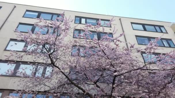 Cherry Blossom Έξω από το κτίριο White Apartment, Dolly Shot — Αρχείο Βίντεο