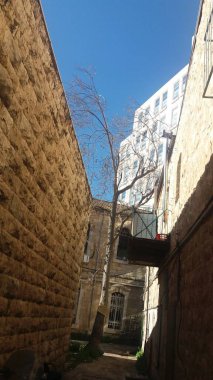 Kudüs 'te küçük bir avluda yalnız bir ağaç. İsrail.