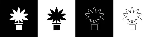 Stel Medische Marihuana Cannabisplant Pot Icon Geïsoleerd Zwart Wit Achtergrond — Stockvector