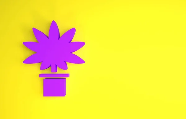 紫色医用大麻或大麻植物在壶中图标分离黄色背景 大麻种植的概念 大麻盆栽植物 最低纲领的概念 3D渲染3D插图 — 图库照片