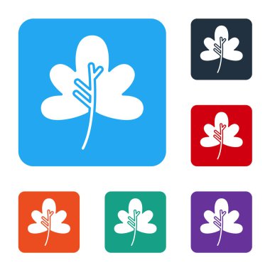 Beyaz Yaprak simgesi beyaz arkaplanda izole edildi. İşaret bırakıyor. Taze doğal ürün sembolü. Renkli kare düğmelerle simgeleri ayarla. Vektör İllüstrasyonu