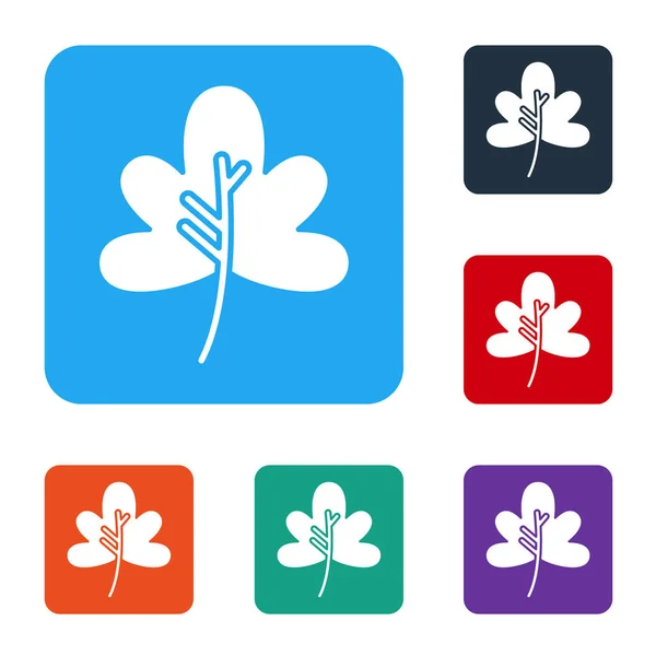 Wit Blad Pictogram Geïsoleerd Witte Achtergrond Bladeren Teken Vers Natuurlijk — Stockvector