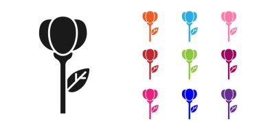 Beyaz arkaplanda siyah çiçek lale simgesi izole edildi. Simgeleri renklendirin. Vektör İllüstrasyonu