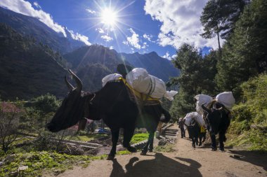 yaks Everest ana kampı giderken şeyler taşımak. Yerel Nepal'de aminal