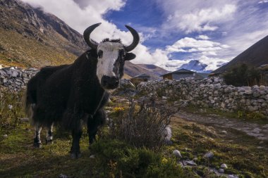 Everest ana kampı giderken yak. Yerel Nepal'de aminal.