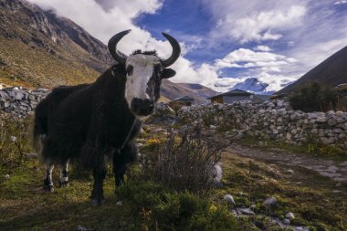 yak on the way to Everest base camp. Local aminal in Nepal. clipart