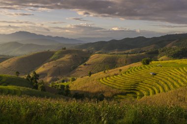 Sezon hasat içinde güzel teraslı pirinç alan. Mae Cham, Chaingmai, Tayland.