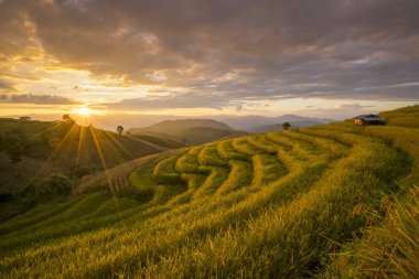Sezon hasat içinde güzel teraslı pirinç alan. Mae Cham, Chaingmai, Tayland.