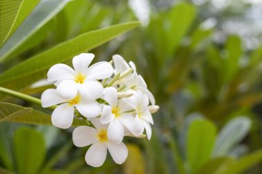 Beyaz plumeria çiçeği ya da Frangipani çiçeği..