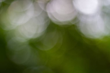 Ağaç güneş ışığından doğal yeşil bokeh, soyut arkaplan.