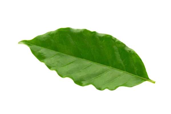 Coffee leaf 2024