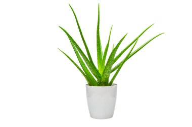 Beyaz arka planda izole edilmiş beyaz kaplarda Aloe vera.