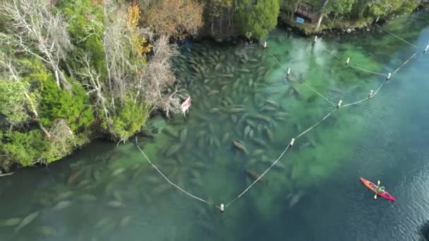 Воздушный Дрон Выстрел Плавания Вымирающей Флориды Ламантинов — стоковое видео
