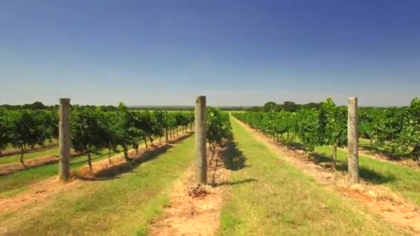 Luftaufnahme Von San Antonio Tree Farm Unter Blauem Himmel — Stockvideo
