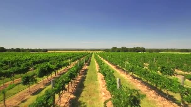 青空の下でのサンアントニオの木農場の空中風景 — ストック動画