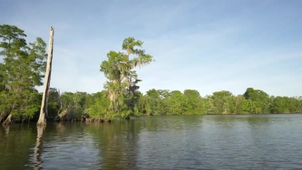 Bayou Árvores Folhagem Tiro Barco — Vídeo de Stock