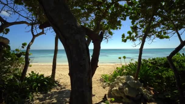 Παραλία Του Tulum Μεξικού Tracking Shot — Αρχείο Βίντεο
