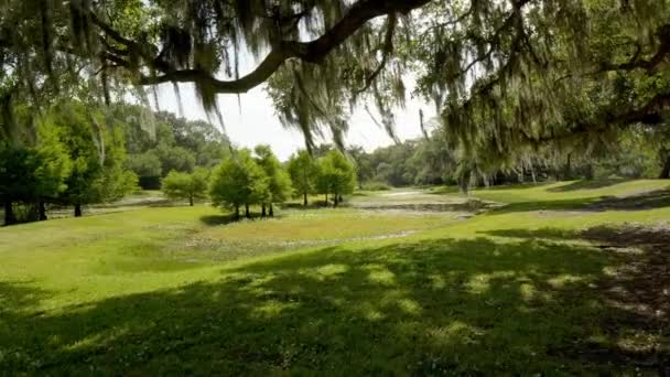 Mooie Bayou Park Gras Planten Bomen — Stockvideo