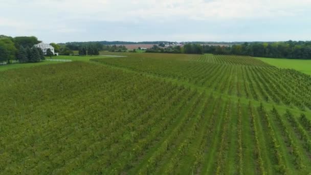 Mooie Drone Shot Van Wijngaard Luchtfoto Drone Wijnstokken Wijnmakerij — Stockvideo