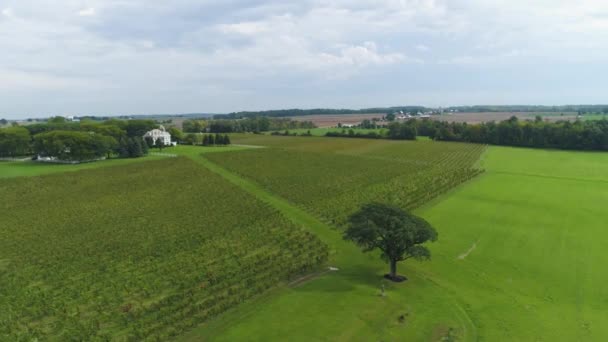 Beautiful Drone Shot Vineyard Aerial Drone Vines Winery — Stock Video